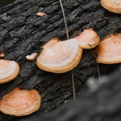 Trametes (old Pycnoporus sp.) (Scarlet Bracket) at Brunswick Heads, NSW - 19 Oct 2023 by macmad