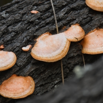 Trametes (old Pycnoporus sp.) (Scarlet Bracket) at Brunswick Heads, NSW - 19 Oct 2023 by macmad