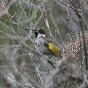 Phylidonyris niger at Brunswick Heads, NSW - 19 Oct 2023