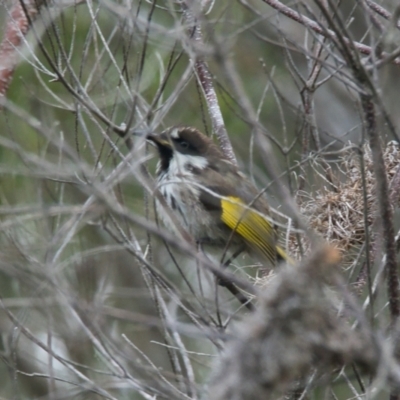 Phylidonyris niger (White-cheeked Honeyeater) at Brunswick Heads, NSW - 19 Oct 2023 by macmad