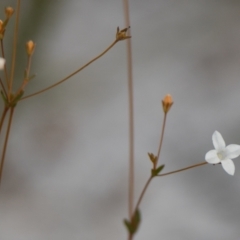 Mitrasacme alsinoides at Brunswick Heads, NSW - 19 Oct 2023 by macmad