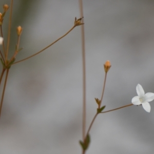 Mitrasacme alsinoides at Brunswick Heads, NSW - 19 Oct 2023