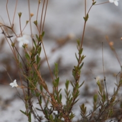 Mitrasacme alsinoides at Brunswick Heads, NSW - 19 Oct 2023