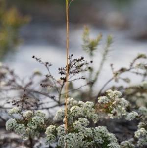 Caleana major at Brunswick Heads, NSW - suppressed