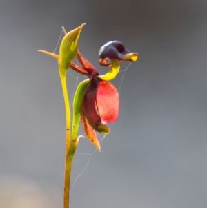 Caleana major at Brunswick Heads, NSW - suppressed