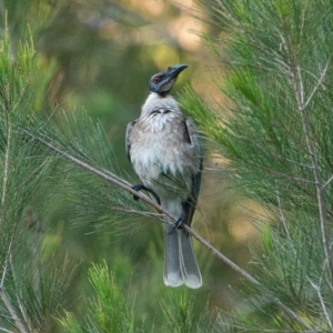 Philemon corniculatus at Brunswick Heads, NSW - 19 Oct 2023 06:18 PM