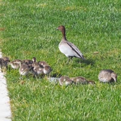 Chenonetta jubata (Australian Wood Duck) at Higgins, ACT - 19 Oct 2023 by wombey