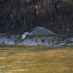 Egretta novaehollandiae (White-faced Heron) at Brunswick Heads, NSW - 19 Oct 2023 by macmad