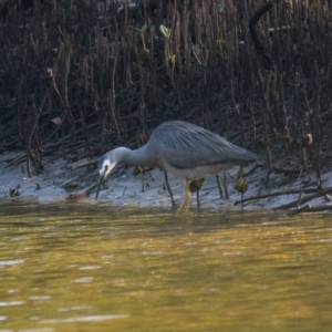 Egretta novaehollandiae at Brunswick Heads, NSW - 20 Oct 2023 07:55 AM