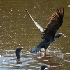 Phalacrocorax sulcirostris (Little Black Cormorant) at Brunswick Heads, NSW - 20 Oct 2023 by macmad