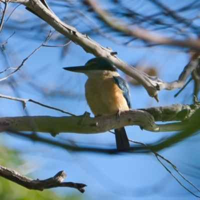 Todiramphus sanctus (Sacred Kingfisher) at Brunswick Heads, NSW - 20 Oct 2023 by macmad