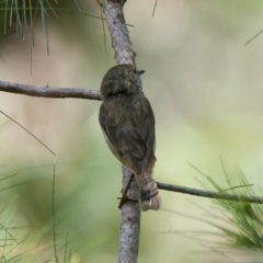 Acanthiza pusilla (Brown Thornbill) at Brunswick Heads, NSW - 20 Oct 2023 by macmad