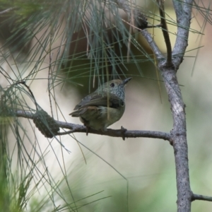 Acanthiza pusilla at Brunswick Heads, NSW - 20 Oct 2023