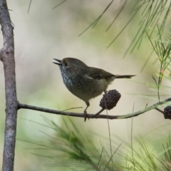 Acanthiza pusilla at Brunswick Heads, NSW - 20 Oct 2023