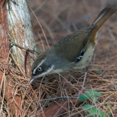 Sericornis frontalis (White-browed Scrubwren) at Brunswick Heads, NSW - 19 Oct 2023 by macmad
