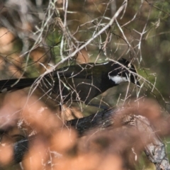 Psophodes olivaceus (Eastern Whipbird) at Brunswick Heads, NSW - 19 Oct 2023 by macmad