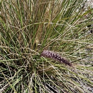 Cenchrus setaceus at Kowen, ACT - 20 Oct 2023 01:51 PM