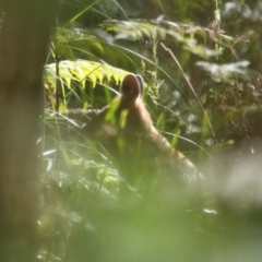 Wallabia bicolor (Swamp Wallaby) at Brunswick Heads, NSW - 20 Oct 2023 by macmad