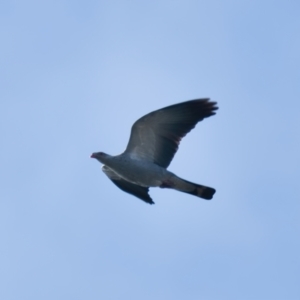 Lopholaimus antarcticus at Brunswick Heads, NSW - 20 Oct 2023