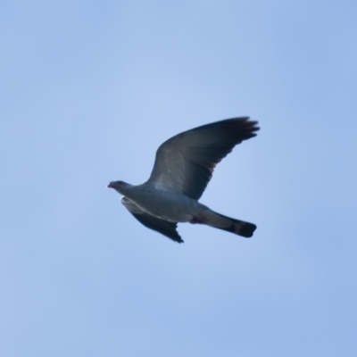 Lopholaimus antarcticus (Topknot Pigeon) at Brunswick Heads, NSW - 20 Oct 2023 by macmad