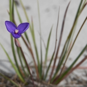 Patersonia sp. at Brunswick Heads, NSW - 20 Oct 2023 09:41 AM