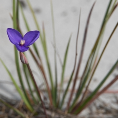 Patersonia sp. at Wallum - 20 Oct 2023 by macmad