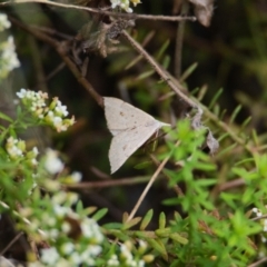 Unidentified Moth (Lepidoptera) at Wallum - 18 Oct 2023 by macmad