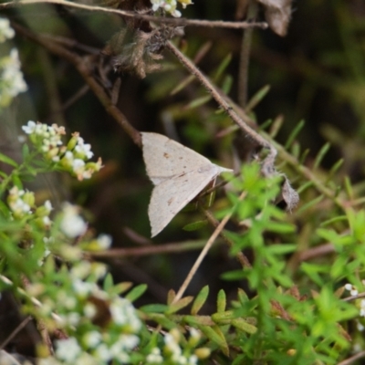 Unidentified Moth (Lepidoptera) at Wallum - 18 Oct 2023 by macmad