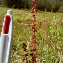 Rumex acetosella (Sheep Sorrel) at Paddys River, ACT - 19 Oct 2023 by jac