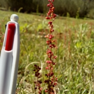 Rumex acetosella at Paddys River, ACT - 19 Oct 2023