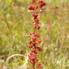 Rumex acetosella at Paddys River, ACT - 19 Oct 2023