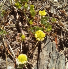 Trifolium campestre (Hop Clover) at Birrigai - 19 Oct 2023 by jac