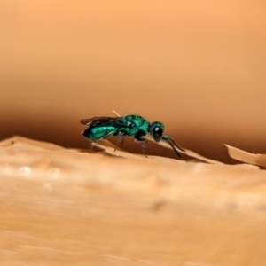 Chrysididae (family) at Holder, ACT - 9 Oct 2023