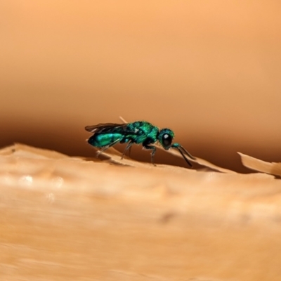 Chrysididae (family) (Cuckoo wasp or Emerald wasp) at Holder, ACT - 9 Oct 2023 by Miranda