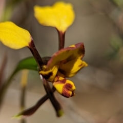 Diuris semilunulata (Late Leopard Orchid) at Denman Prospect, ACT - 7 Oct 2023 by Miranda