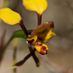 Diuris semilunulata at Denman Prospect 2 Estate Deferred Area (Block 12) - 7 Oct 2023