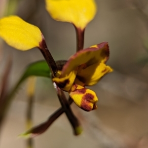 Diuris semilunulata at Denman Prospect 2 Estate Deferred Area (Block 12) - 7 Oct 2023