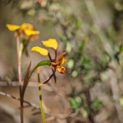 Diuris semilunulata at Denman Prospect 2 Estate Deferred Area (Block 12) - 7 Oct 2023