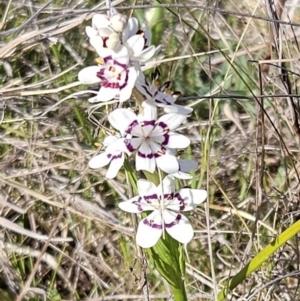 Wurmbea dioica subsp. dioica at Belconnen, ACT - 10 Sep 2023