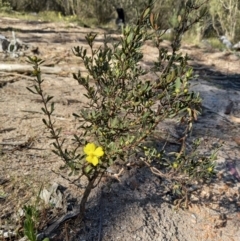 Hibbertia obtusifolia (Grey Guinea-flower) at Birrigai - 19 Oct 2023 by jac