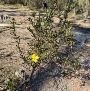 Hibbertia obtusifolia at Paddys River, ACT - 19 Oct 2023 09:53 AM