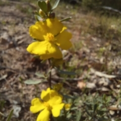 Hibbertia obtusifolia at Paddys River, ACT - 19 Oct 2023 09:53 AM