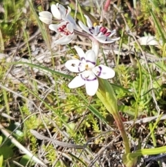 Wurmbea dioica subsp. dioica (Early Nancy) at Belconnen, ACT - 10 Sep 2023 by sangio7