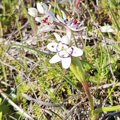 Wurmbea dioica subsp. dioica (Early Nancy) at Belconnen, ACT - 10 Sep 2023 by sangio7