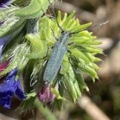 Phytoecia coerulescens (Paterson's curse stem beetle) at Tuggeranong, ACT - 19 Oct 2023 by Shazw