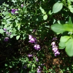 Prostanthera sp. (Mint Bush) at Belconnen, ACT - 20 Oct 2023 by Butterflygirl