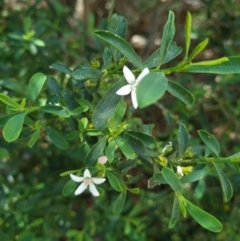 Philotheca myoporoides (Long-leaf Wax-Flower) at Belconnen, ACT - 20 Oct 2023 by Butterflygirl