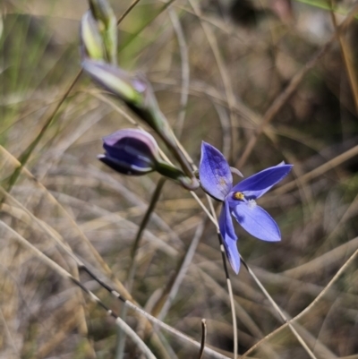 Thelymitra ixioides (Dotted Sun Orchid) at Captains Flat, NSW - 20 Oct 2023 by Csteele4