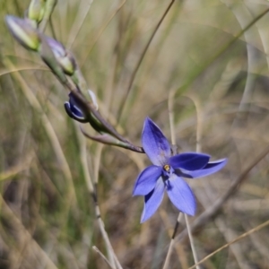 Thelymitra ixioides at Captains Flat, NSW - 20 Oct 2023