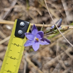 Thelymitra ixioides at Captains Flat, NSW - suppressed